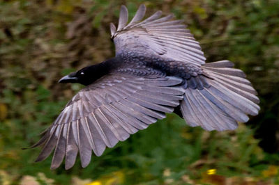 Close-up of bird perching on railing