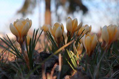 plant