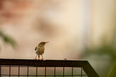 Bird perching on a railing