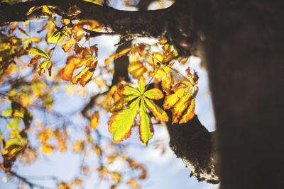 Close-up of maple leaves on tree trunk