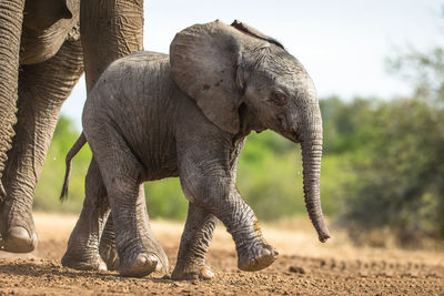 The african bush elephant