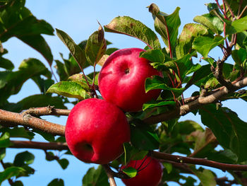 Close-up of apple on tree