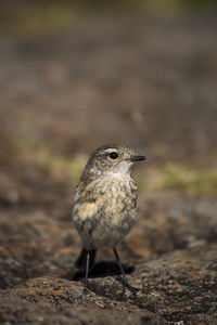 Close-up of bird perching on field