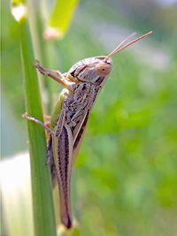 Close-up of insect