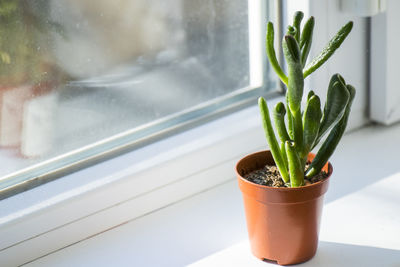 Cassula ovata succulent, money tree close-up