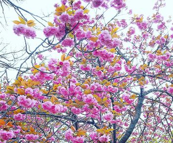 Low angle view of cherry blossoms in spring