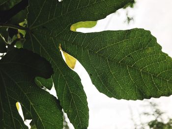 Close-up of leaves against blurred background