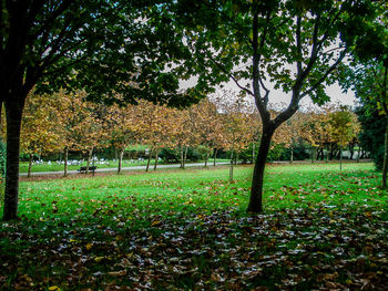 Trees in park