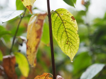 Close-up of autumnal leaves