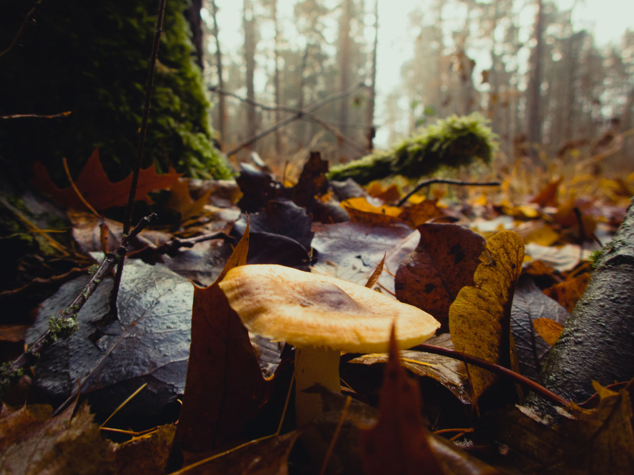 CLOSE-UP OF AUTUMN LEAVES ON FIELD