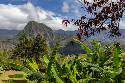 Scenic view of a green landscape with mountain range at island reunion