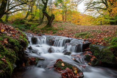 Scenic view of waterfall in forest