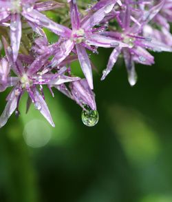 Close-up of water drops on leaves
