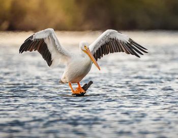 bird