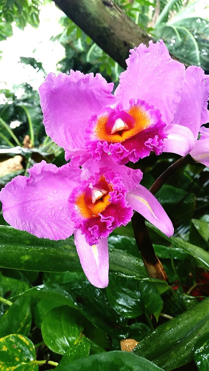 flower, petal, freshness, fragility, flower head, growth, pink color, beauty in nature, close-up, blooming, nature, single flower, plant, leaf, stamen, in bloom, pollen, focus on foreground, purple, blossom