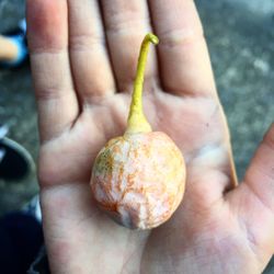 Close-up of hand holding food