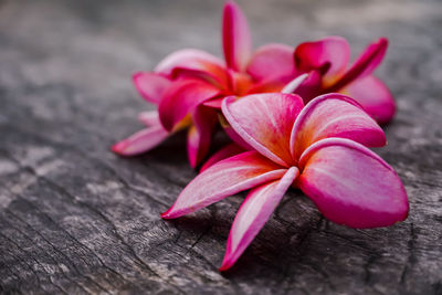 Close-up of frangipani on table