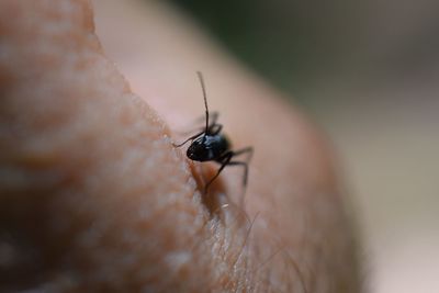 Extreme close-up of black insect on skin