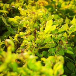 Close-up of fresh green plants