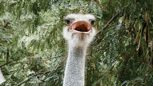 Close-up of ostrich