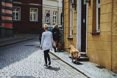 Dog walking on floor