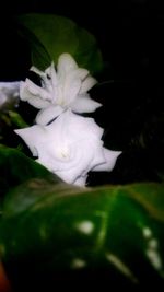 Close-up of flower blooming at night