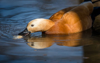 High angle view of duck swimming in lake