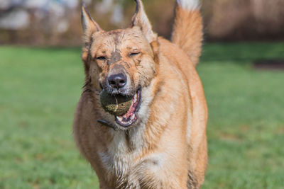 Close-up portrait of a dog