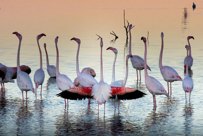 View of birds in lake