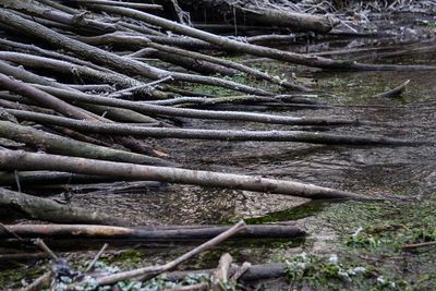 High angle view of logs in forest