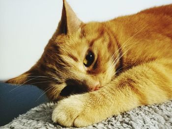 Close-up portrait of cat relaxing at home