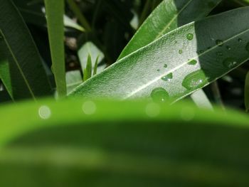 Close-up of raindrops on green leaves