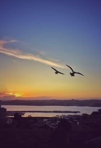 Seagulls flying over sea against sky during sunset