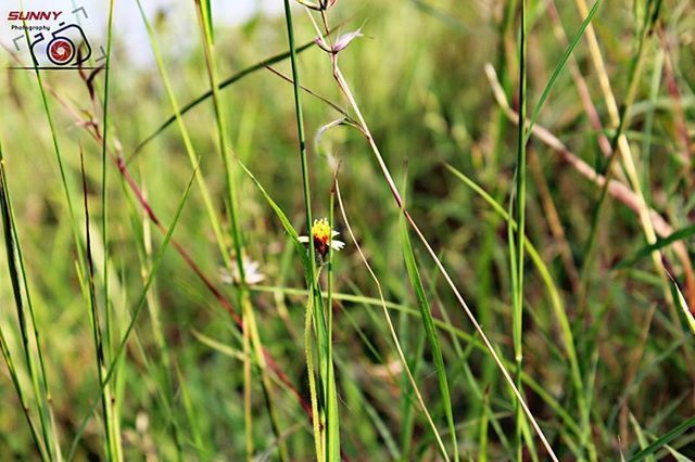 CLOSE-UP OF PLANTS