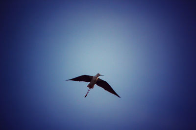 Low angle view of birds flying in sky