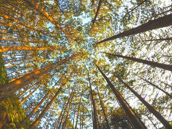 Low angle view of trees in forest during autumn