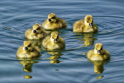 View of duck in lake