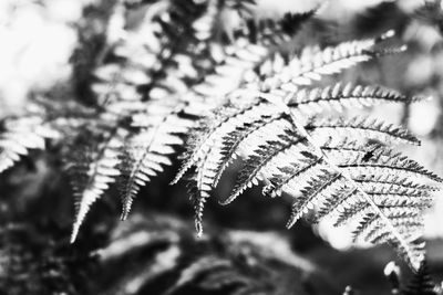 Close-up of frozen leaves