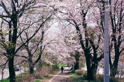 Scenic view of flower trees