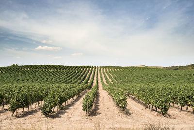 View of vineyard against sky