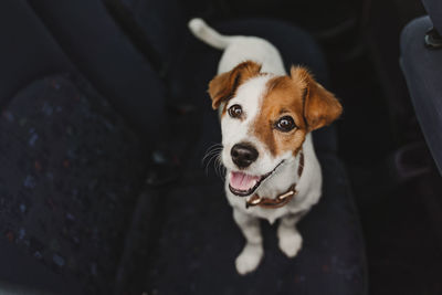 Portrait of dog