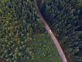 High angle view of trees and plants in forest