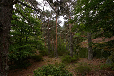 Low angle view of trees in forest