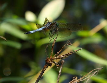 Close-up of dragonfly on plant
