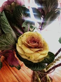 High angle view of flower on plant