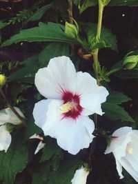 Close-up of white flower blooming outdoors