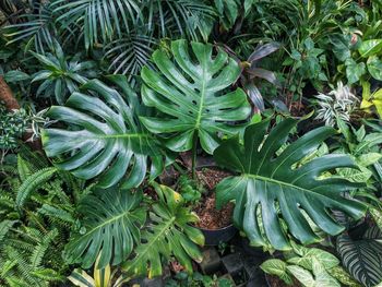 Full frame shot of plants