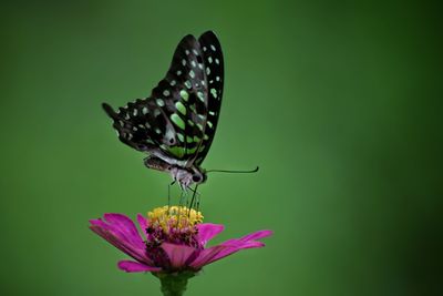 Close-up of butterfly pollinating on flower