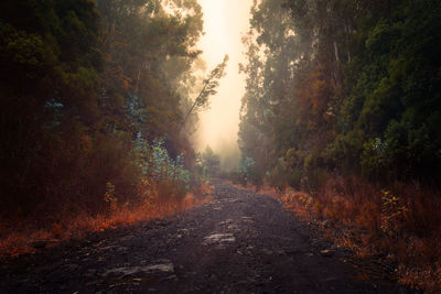 Walkway amidst trees in forest