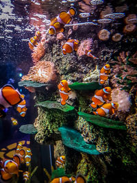 Close-up of fish swimming in aquarium